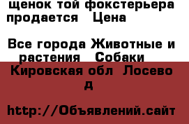 щенок той-фокстерьера продается › Цена ­ 25 000 - Все города Животные и растения » Собаки   . Кировская обл.,Лосево д.